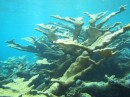 Large Elkhorn Coral formation.