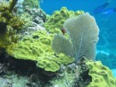 Sea Fan and Sheet Coral