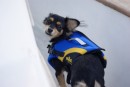 Guiness in her new lifejacket.  I don