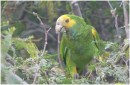 Yellow Shouldered Parrot, Bonaire