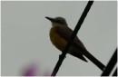TropicalKingbird,Cartagena,Colombia