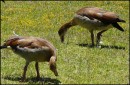 Egyptian geese, Capetown, Sth Africa