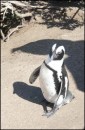 jackass penguin, , Capetown, Sth Africa