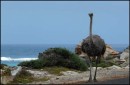 Ostrich, Capetown, Sth Africa