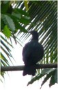 Marquesan Imperial Pigeon, Nuku Hiva