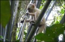 Nariva Swamp, Trinidad - this WhiteCapuchin monkey sent a message down onto a yachtie