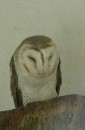 Barn Owl, Kula Eco Park, Viti Levu