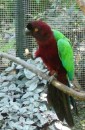 Musk Parrot, Kula Eco Park, Viti Levu
