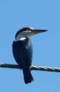 Collared Kingfisher, Viti Levu, Sth Coast