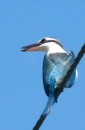 Collared Kingfisher, VitiLevu, Sth Coast