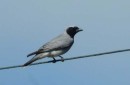 Black Faced Cuckoo Shrike, Burnett Heads, Qld