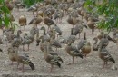 Whistling Plumed Duck, Bundaberg Botanic Gardens, Qld