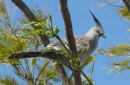 Crested Pigeon, Burnett Heads, Qld