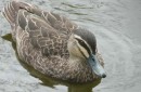 Pacific Black Duck, Bundaberg Botanical Gardens, Qld