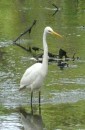 Great Egret, Baldwin Swamp, Bundaberg, Qld