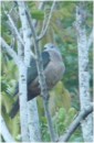 Pacific Imperial Pigeon, Neiafu,Tonga