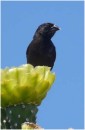Cactus Finch, San Christobal, Galapagos