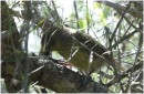 Woodpecker Finch, San Christobal, Galapagos