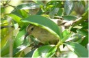 Warbler Finch, San Christobal, Galapagos