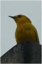 Yellow Warbler, San Christobal, Galapagos