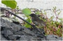 Small Ground Finch, San Christobal, Galapagos