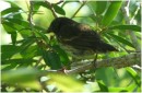 Darwin Finch, San Christobal, Galapagos