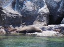 Big sea lions.