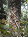 Tree trunk covered in butterflies.