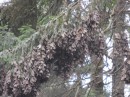 Clumps of butterflies hanging off the trees.