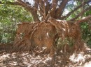 A tree growing around the remains of an adobe brick wall.