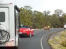 Elk crossing the road. That
