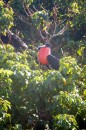 A male Frigate bird displaying his pouch to attract a mate.