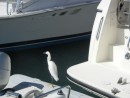 More dock birdlife.