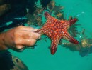 A beautiful starfish.