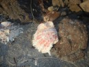 A beautifl scallop shell.