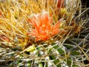 Cactus in bloom.