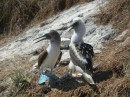 Mom and baby blue footed boobies. The baby looks almost bigger!