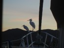 These cattle egrets were on the bowsprit.