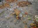 Although this guy is orange, I think he is still considered a green iguana. He was about 4 feet long from head to tail.