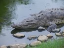 A big croc.