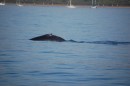 A humpback whale about a half mile from the anchorage.