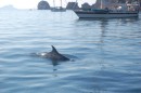 Dolphins in the anchorage.