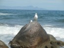 Seaguls outside La Paz.