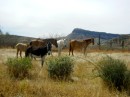 Beautiful horses just off the road.