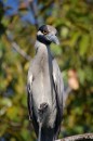 Black Capped heron.