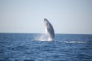 We had at least 45 minutes of non stop whale jumping - just great!