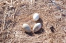 Blue footed Booby eggs