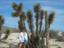An interesting cactus-palm tree.