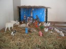 Nativity scene in a church. Jesus is a big boy!