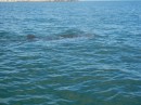 This is our first sighting of a whale shark. He was a small one at only about 15 feet.